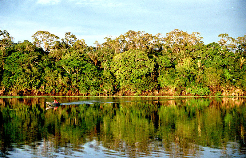 Selva amazónica en el río Urubu, estado de Amazonas, Brasil. Bajo licencia Creative Commons Attribution 2.0 Generic.